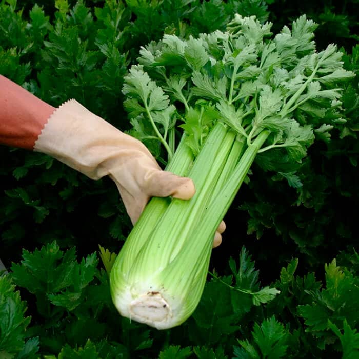Насіння cелери «Тріумф»