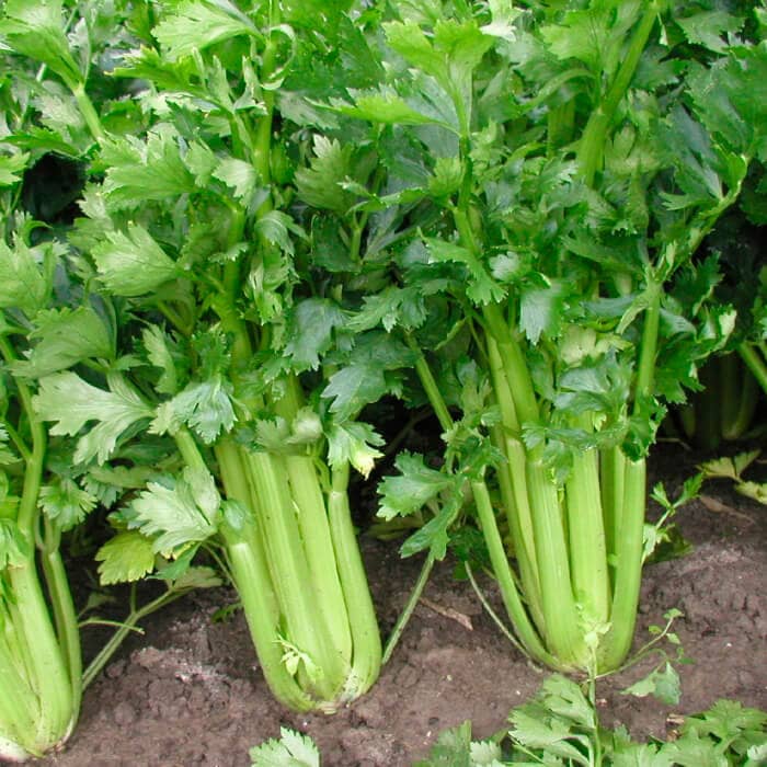 Насіння cелери «Тріумф»
