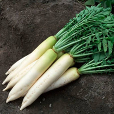 Насіння дайкона «Ікло слона»