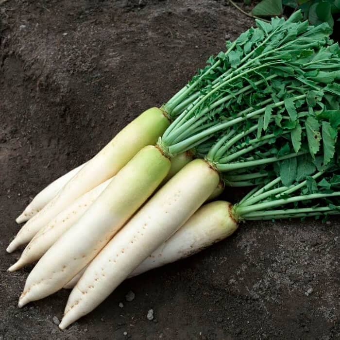 Насіння дайкона «Ікло слона»