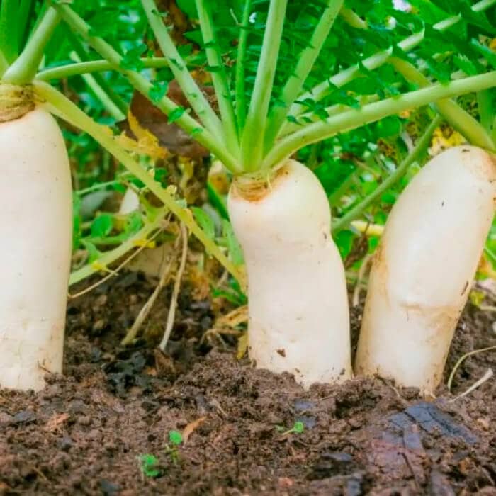 Насіння дайкона «Ікло слона»