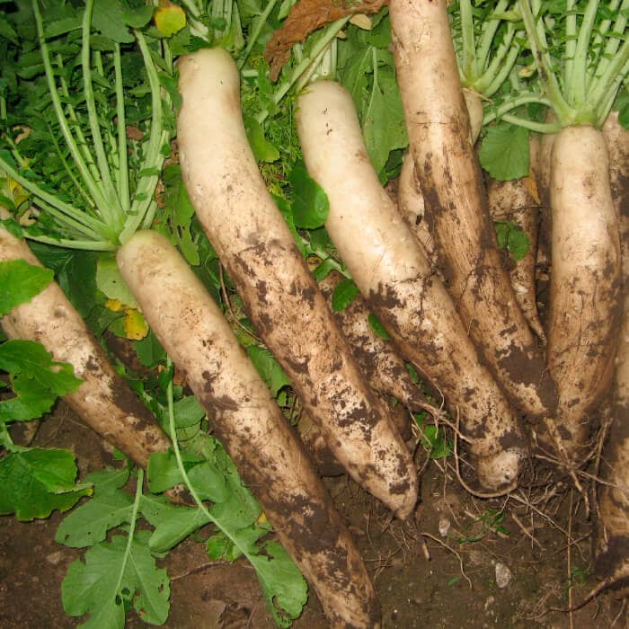 Насіння дайкона «Ікло слона»