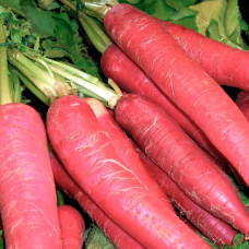 Насіння дайкона «Китайський рожевий»