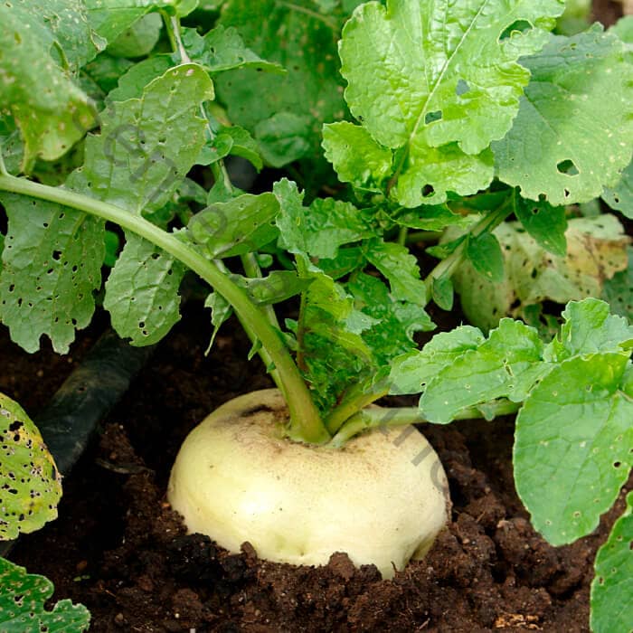 Насіння дайкона «Саша»