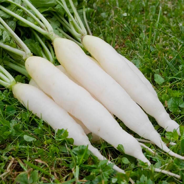 Насіння дайкона «Японський білий»