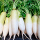 Насіння дайкона «Японський білий»