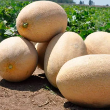 Насіння дині «Амал F1»