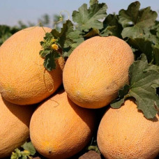 Насіння дині «Дідона»