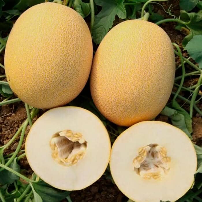 Насіння дині «Дідона»