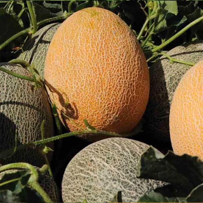 Насіння дині «Дідона»