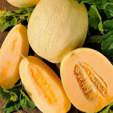 Насіння середньоранньої дині «Медова» 1 г