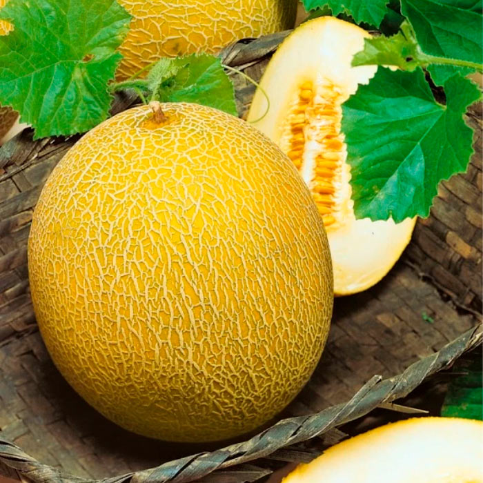 Насіння середньоранньої дині «Медова» 1 г