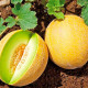 Насіння середньоранньої дині «Медова» 1 г