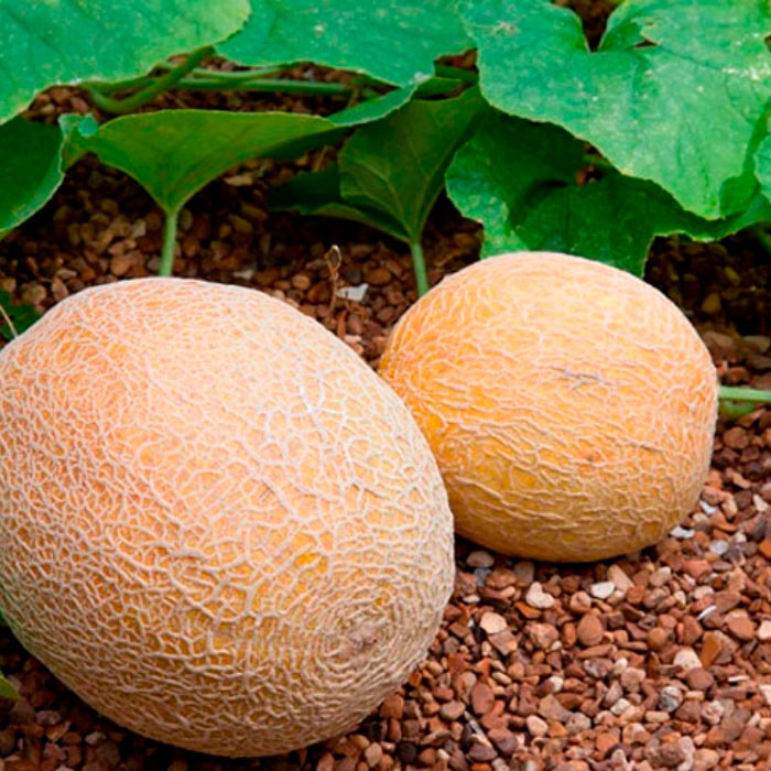 Насіння середньоранньої дині «Медова» 1 г