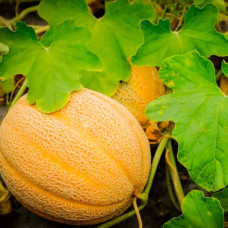 Насіння дині «Ефіопка»