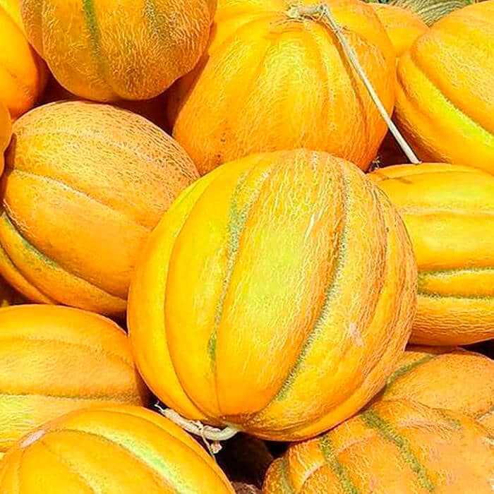 Насіння дині «Ефіопка»