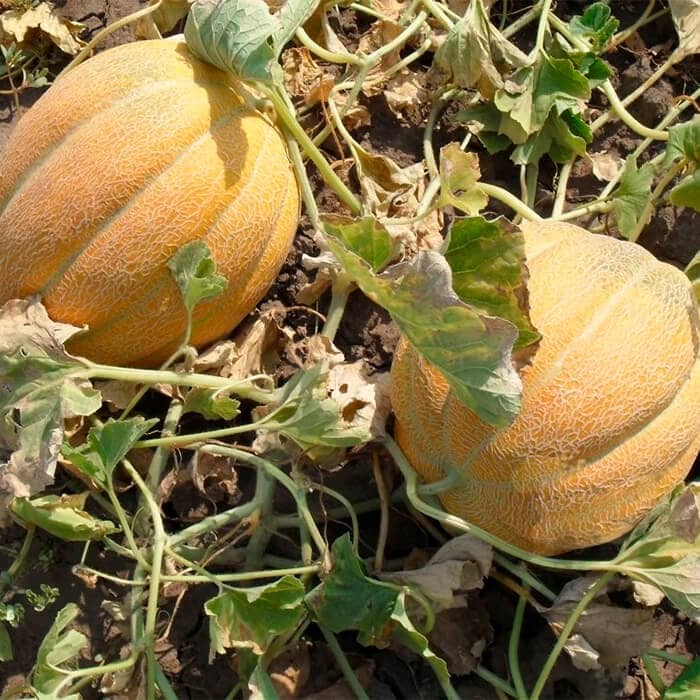 Насіння дині «Ефіопка»