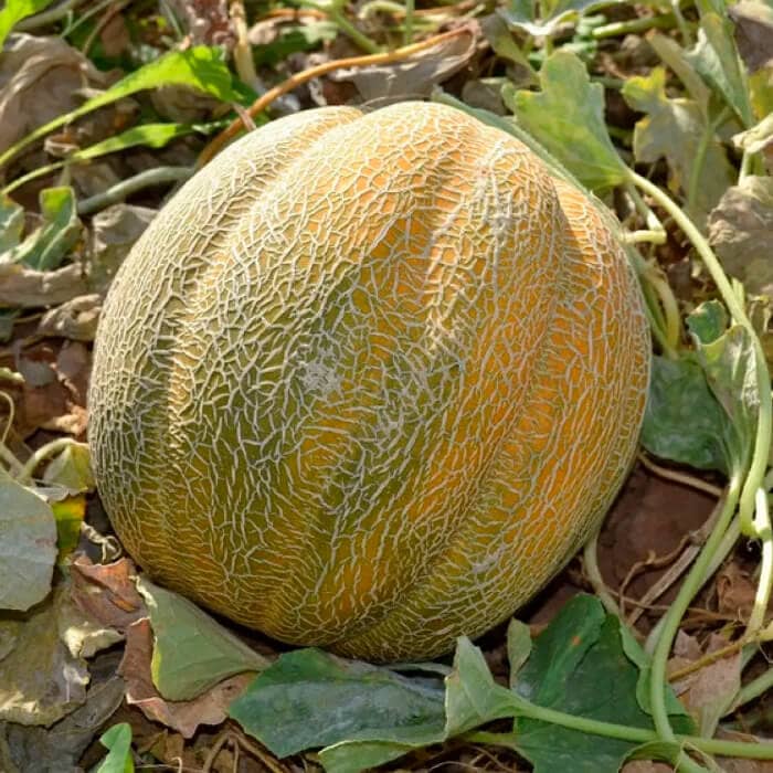 Насіння дині «Ефіопка»