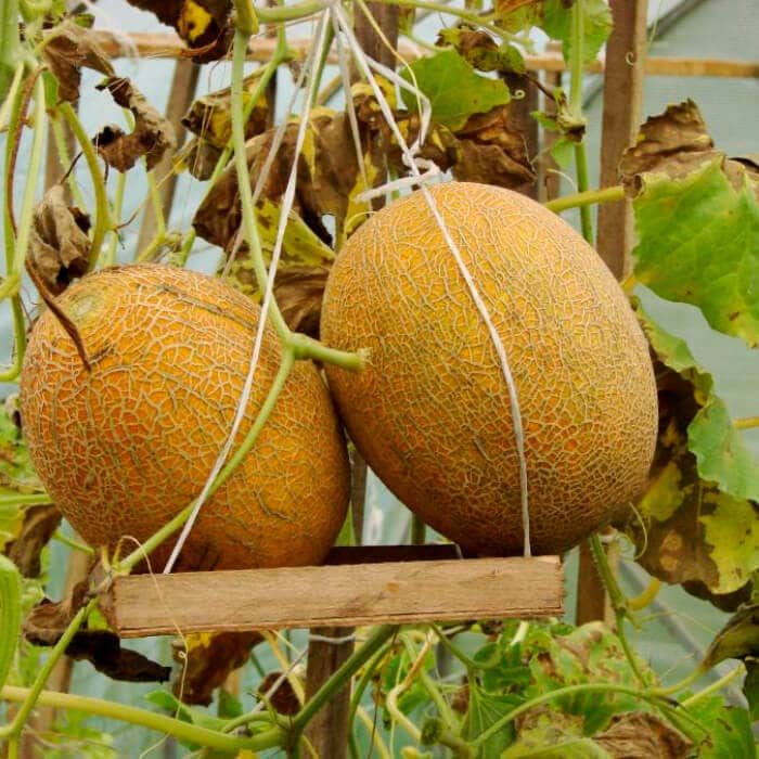 Насіння дині «Карамель»