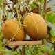 Насіння дині «Карамель»