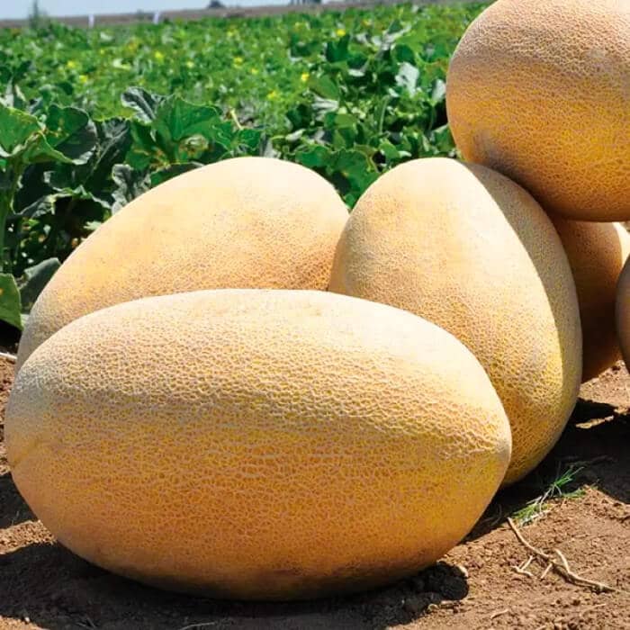 Насіння дині «Кредо»