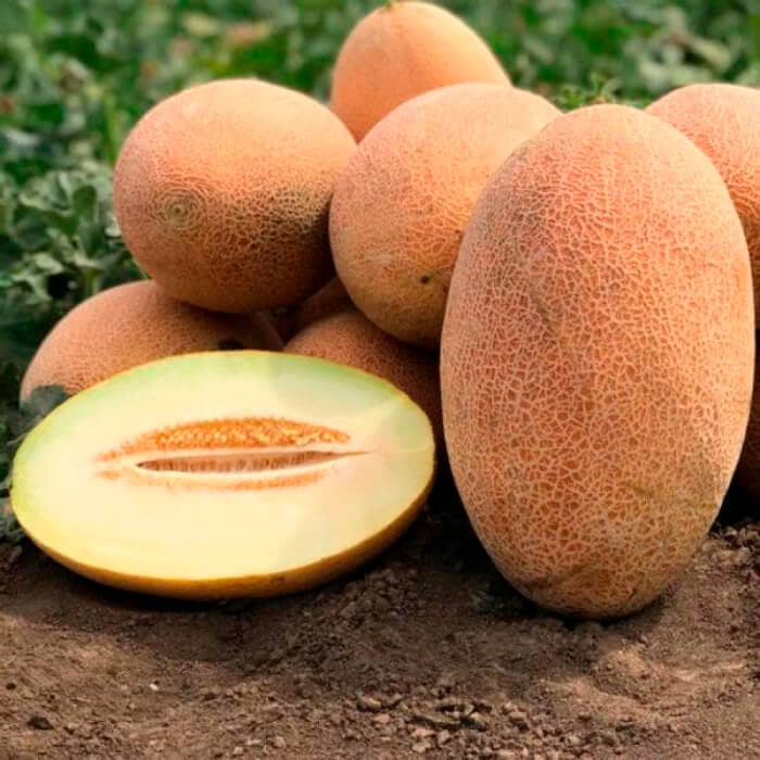 Насіння дині «Кредо»