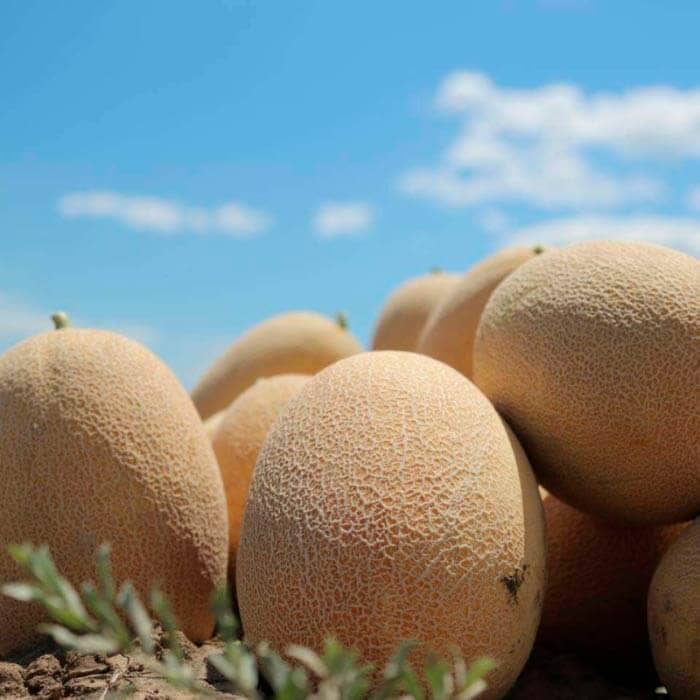 Насіння дині «Кредо»