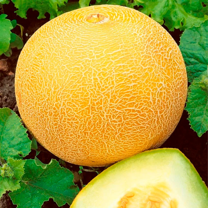 Насіння ранньостиглої дині «Насолода» 1 г