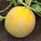 Насіння ранньостиглої дині «Насолода» 1 г