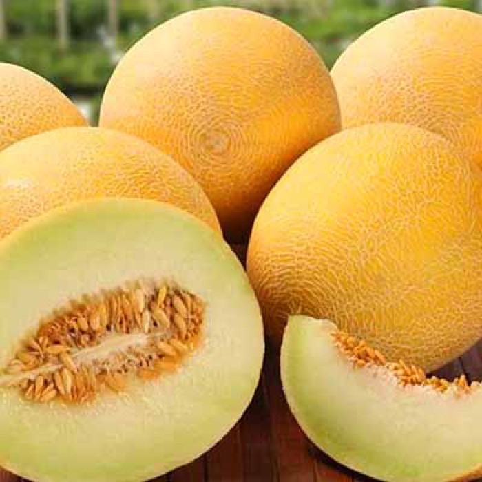 Насіння дині «Тітовка» 1 г