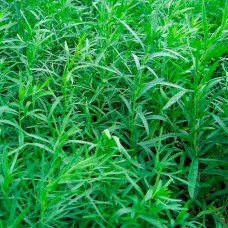 Насіння естрагону «Байкал»