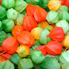 Насіння фізаліса «Кондитер»