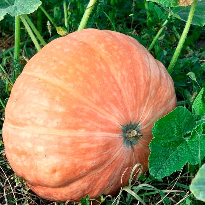 Насіння гарбуза «Амазонка»