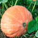 Насіння гарбуза «Амазонка»