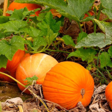 Насіння гарбуза «Бамбіно»