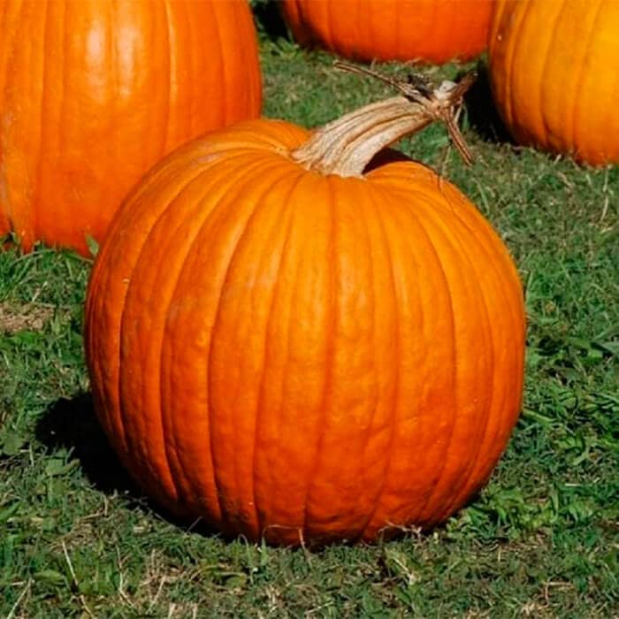 Насіння гарбуза «Бамбіно»