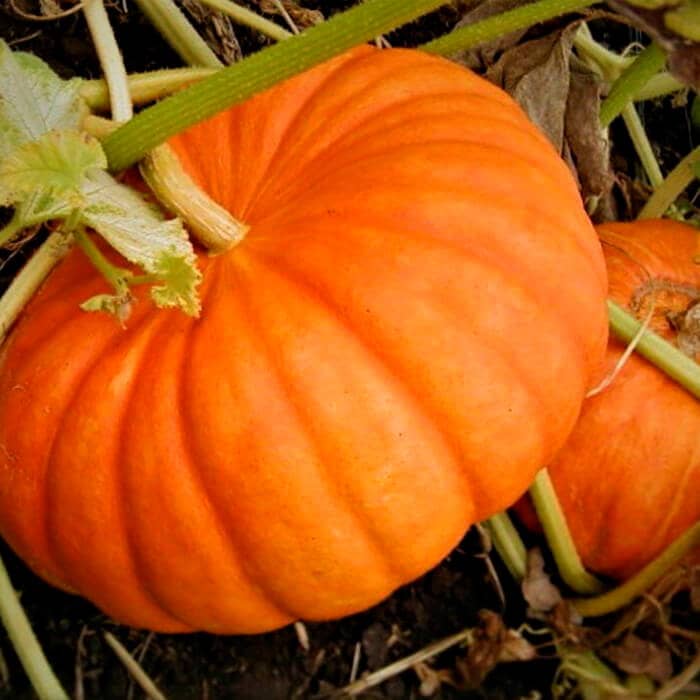 Насіння гарбуза «Бамбіно»