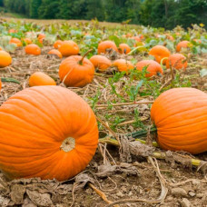 Насіння гарбуза «Біг Макс»