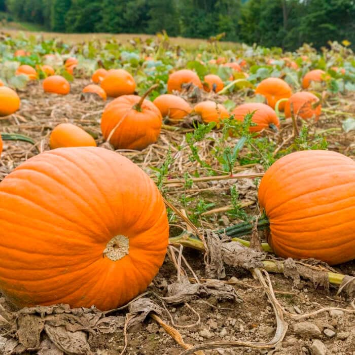 Насіння гарбуза «Біг Макс»