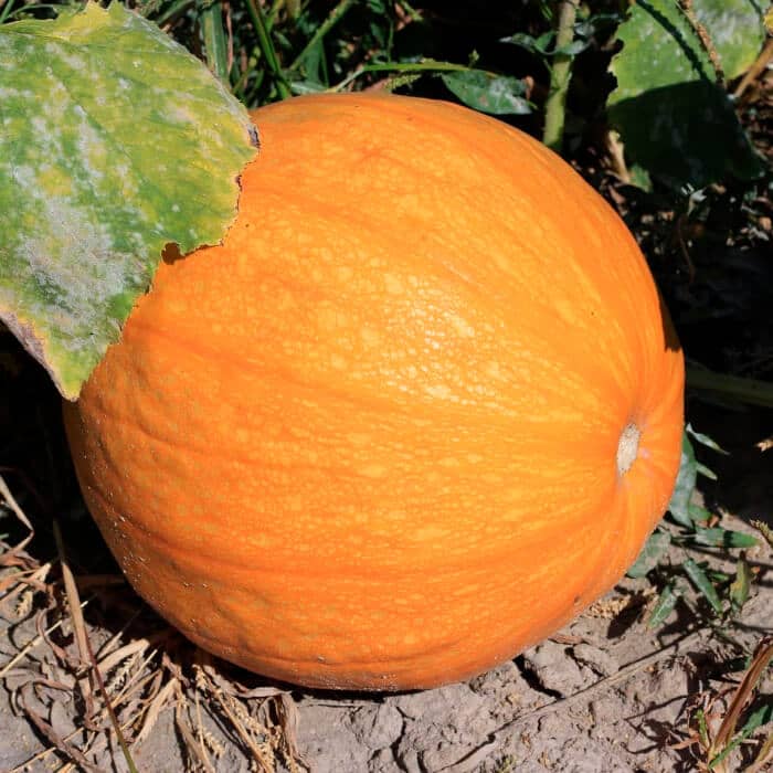 Насіння гарбуза «Біг Макс»