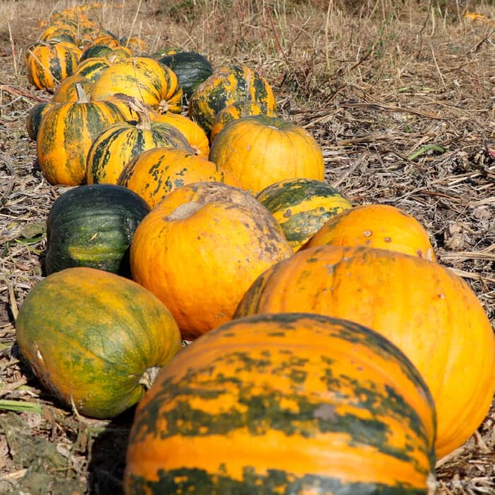 Насіння гарбуза «Голонасінневий 14»