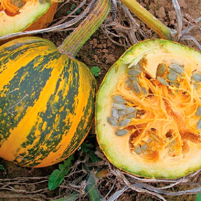 Насіння гарбуза «Голонасінневий 14»