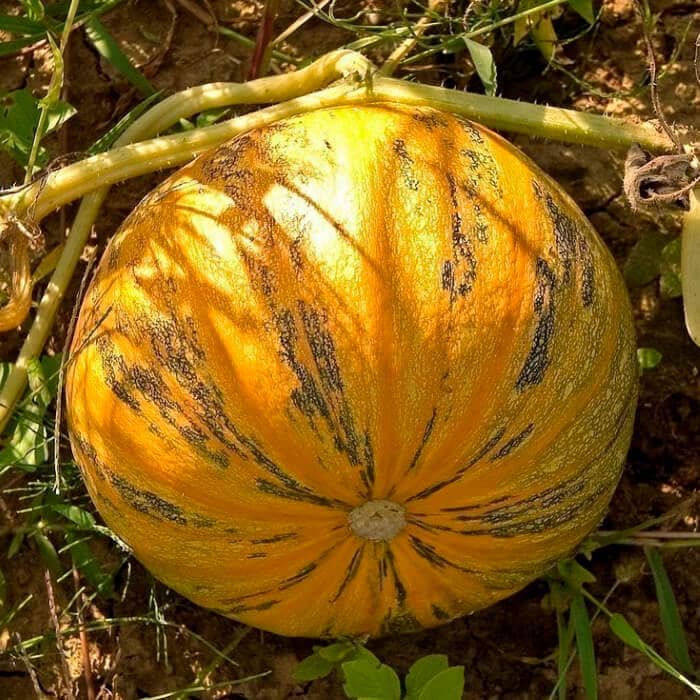 Насіння гарбуза «Голонасінневий 14»