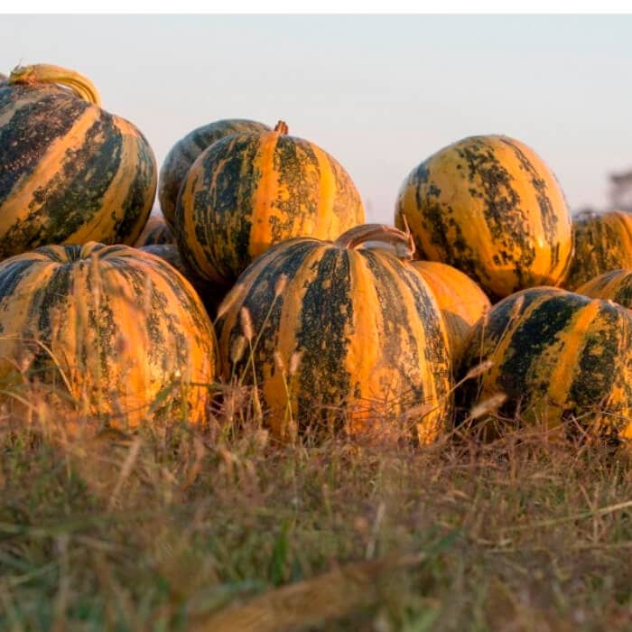 Насіння гарбуза «Голонасінневий 14»