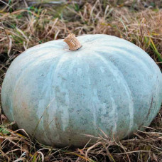 Насіння гарбуза «Волзький сірий»