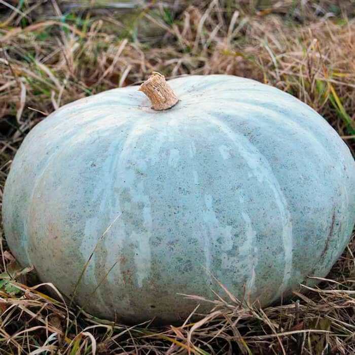 Насіння гарбуза «Волзький сірий»