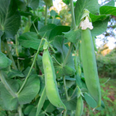 Насіння гороху «Альфа»