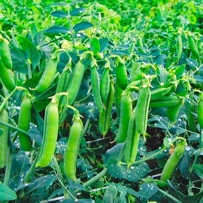 Насіння гороху «Енеміум»