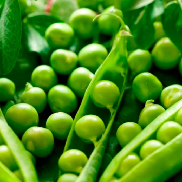 Насіння гороху «Енеміум»