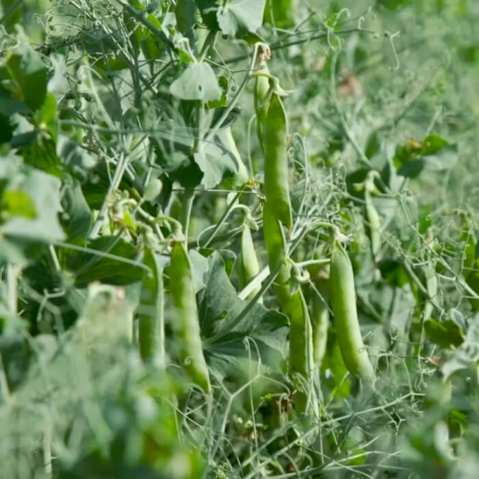 Насіння гороху «Джокер»